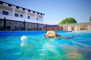 BuddyDog Training & Boarding Shanghai