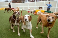 Where to Board Your Pet in Shanghai This October Holiday