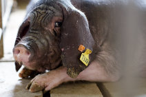Protected Pork: An Afternoon at the Meishan Pig Species Protection Farm