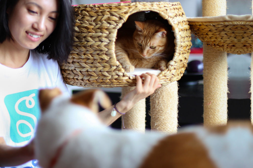 [Animal Kingdom]: Pet Hotels That Still Have Space (and Two Sitters)