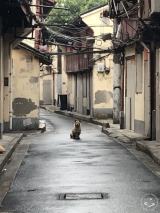 Disappearing Old City: Xiaodongmen, the Little East Gate neighborhood