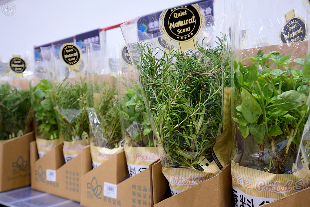 Nicest-Smelling Plant 