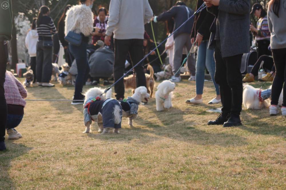 Dog Park at West Bund