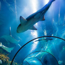 Shanghai Changfeng Aquarium & Stingray Bay Entry Ticket
