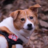 [3 Day Trip: Ningguo] Bamboo Forest Hike & Sunset Cruise with Your Pup