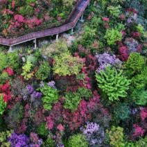 [1 Day Trip: Yuhang] Floral Symphony, Mt. Luniao's Azelea Paradise