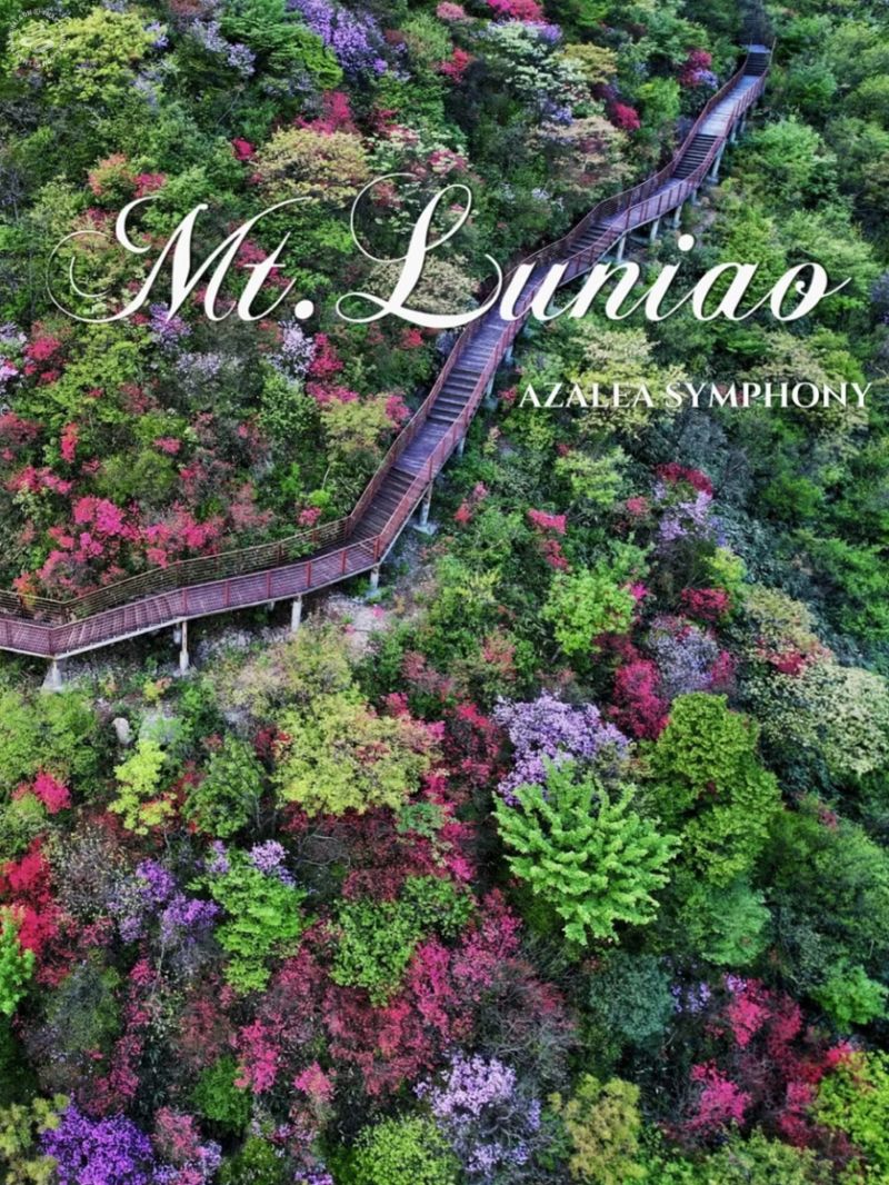 [1 Day Trip: Yuhang] Floral Symphony, Mt. Luniao's Azelea Paradise