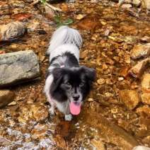 [2 Day Trip: Xianju] Pet-Friendly Hikes and River Swimming with Mountain Views