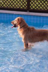 [1 Day Trip: Pudong] Summer Afternoon Dog Friendly Pool Party