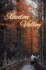 [1 Day Trip: Xuedou Redwood Forest Valley] Quaint Autumn Path Hike