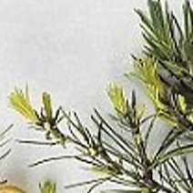  JOJO's Delux Seafood Set