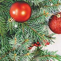  Christmas & New Year Chez Jojo