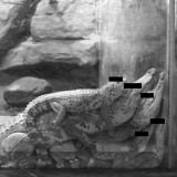 Chai Mi: A's Fables, Whose Fables?