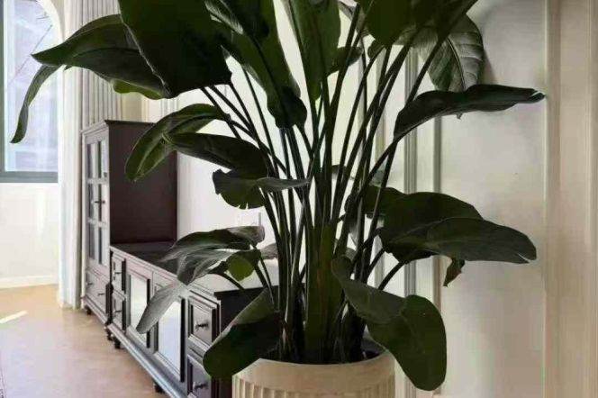 Zhenping rd/modern 1br 1lr@L3/4/7,floor heating/separate living room