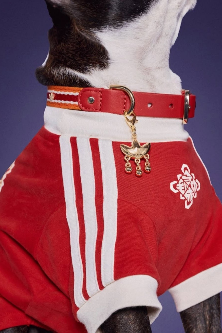 Adidas Made Lunar New Year Outfits for Your Dog