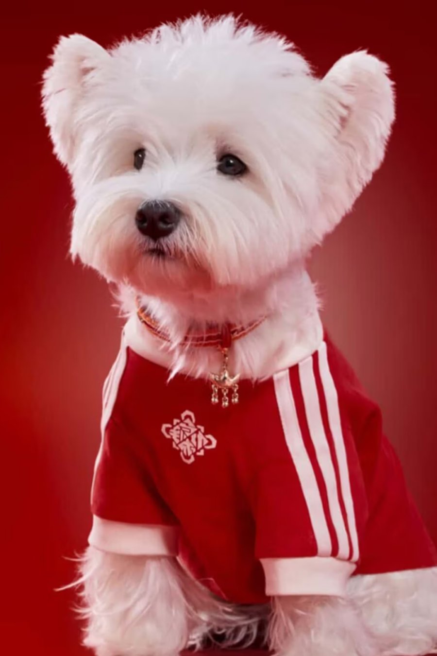 Adidas Made Lunar New Year Outfits for Your Dog