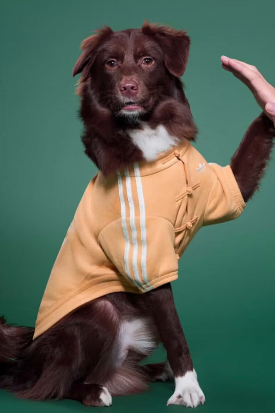 Adidas Made Lunar New Year Outfits for Your Dog