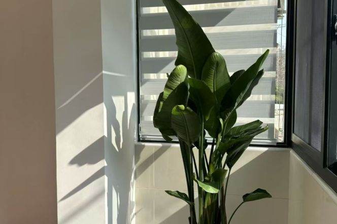 Sunny one bedroom Apartment near Line 1/10/12 Shaanxi Rd(S)