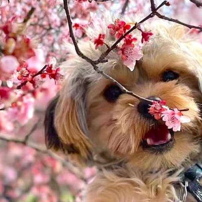 [1 Day Trip: Haiwan Forest Park] Pet Friendly Spring Blossom Walk