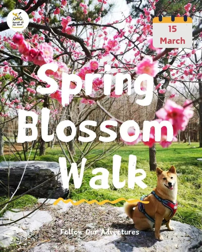 [1 Day Trip: Haiwan Forest Park] Pet Friendly Spring Blossom Walk