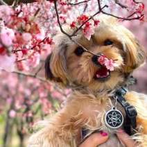 Spring Blossom Walk with Rascals on the Road