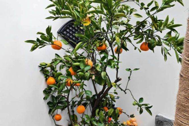 Nice yard 1Br/1Lr/1Bt apt nr Jiaotong university,M10/11