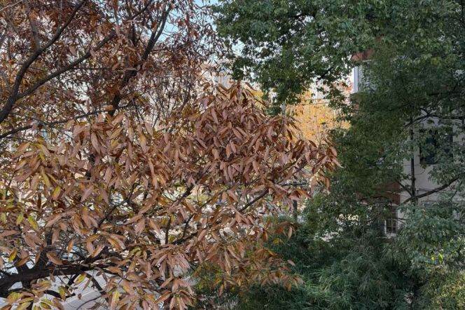 2 Brs, 1 Living room with Open Balcony, 100 sqm @ Shanghai library L10