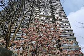 Modern 3brs with floor heating in Xujiahui