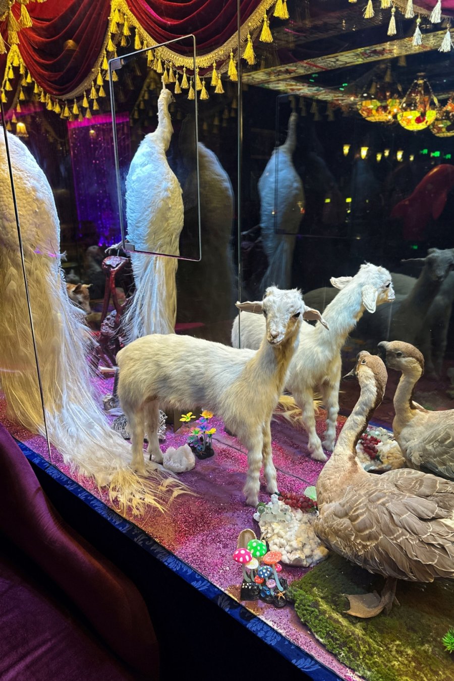 Sympathy Angel: Taxidermy,  Cocktails, Chaos