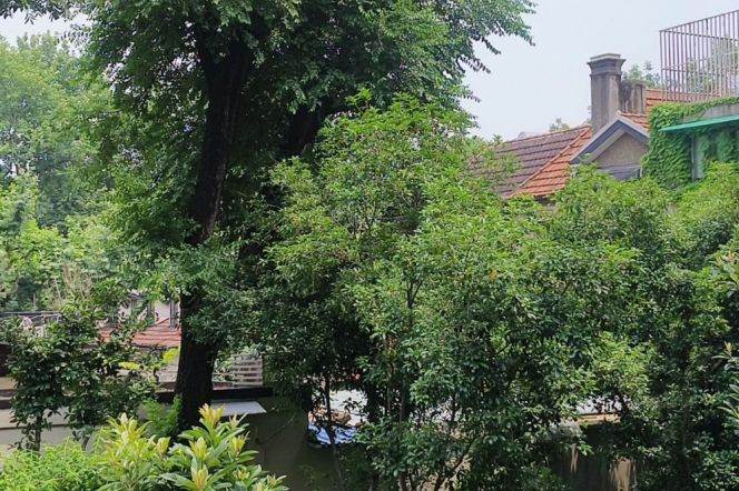 Full of green and sunshine 2br-2bath @Middle Huaihai Road,iapm
