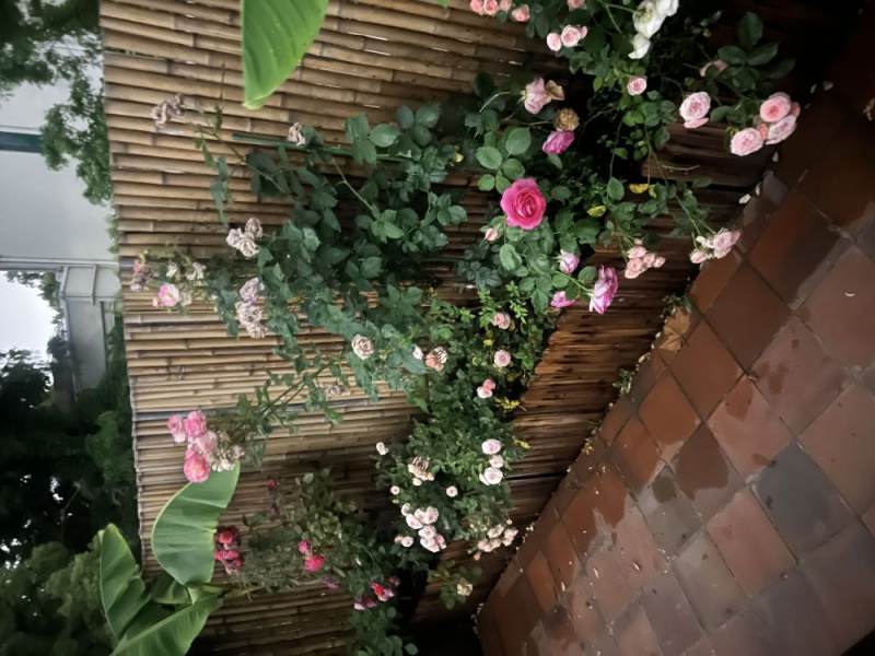 Housing image — Garden
