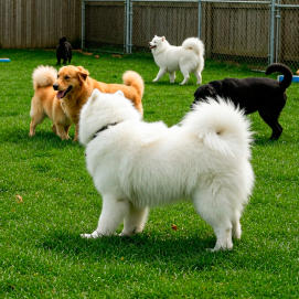 BuddyDog Training & Boarding