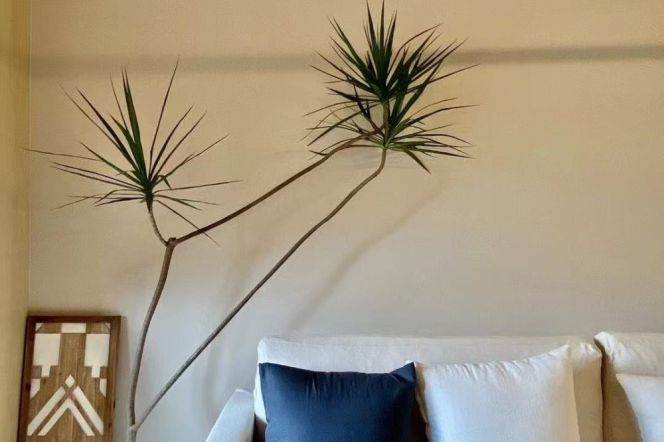 High-Floor Spacious 1BR Apartment near Xujiahui Metro