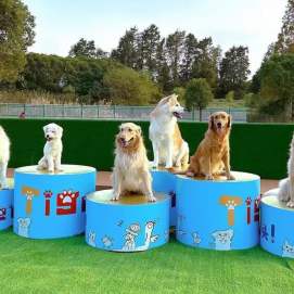 Kungfu Pet · Pet Haven
