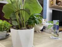 Housing image — Dining Area