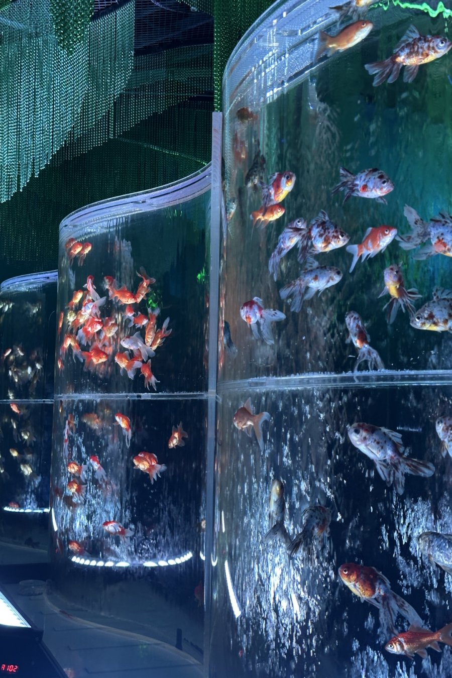 Goldfish Theatre: A Thousand Years of Goldfish, Now With More Neon