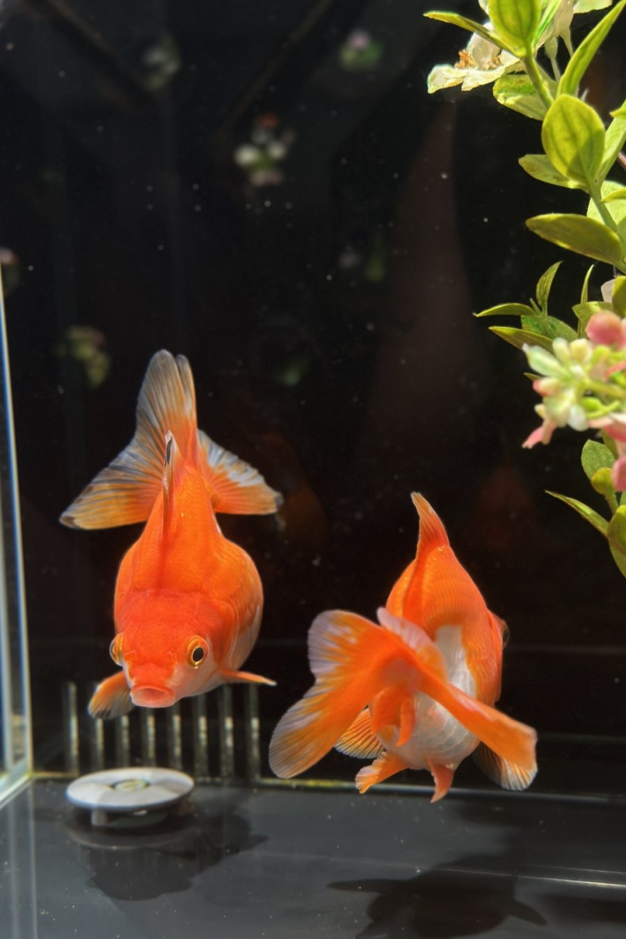 Goldfish Theatre: A Thousand Years of Goldfish, Now With More Neon
