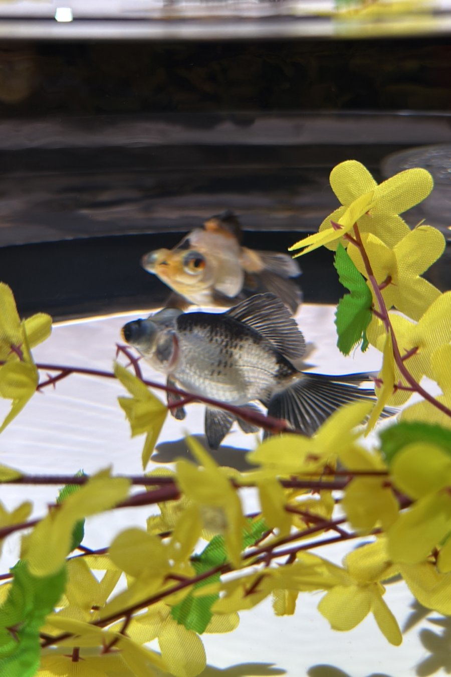Goldfish Theatre: A Thousand Years of Goldfish, Now With More Neon