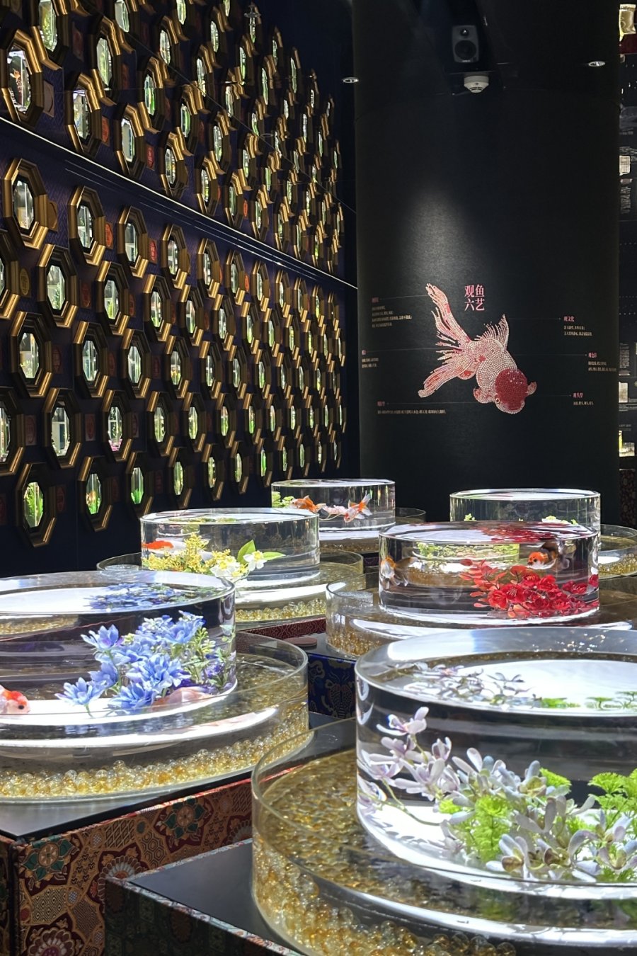 Goldfish Theatre: A Thousand Years of Goldfish, Now With More Neon