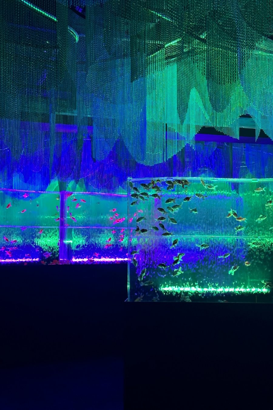 Goldfish Theatre: A Thousand Years of Goldfish, Now With More Neon