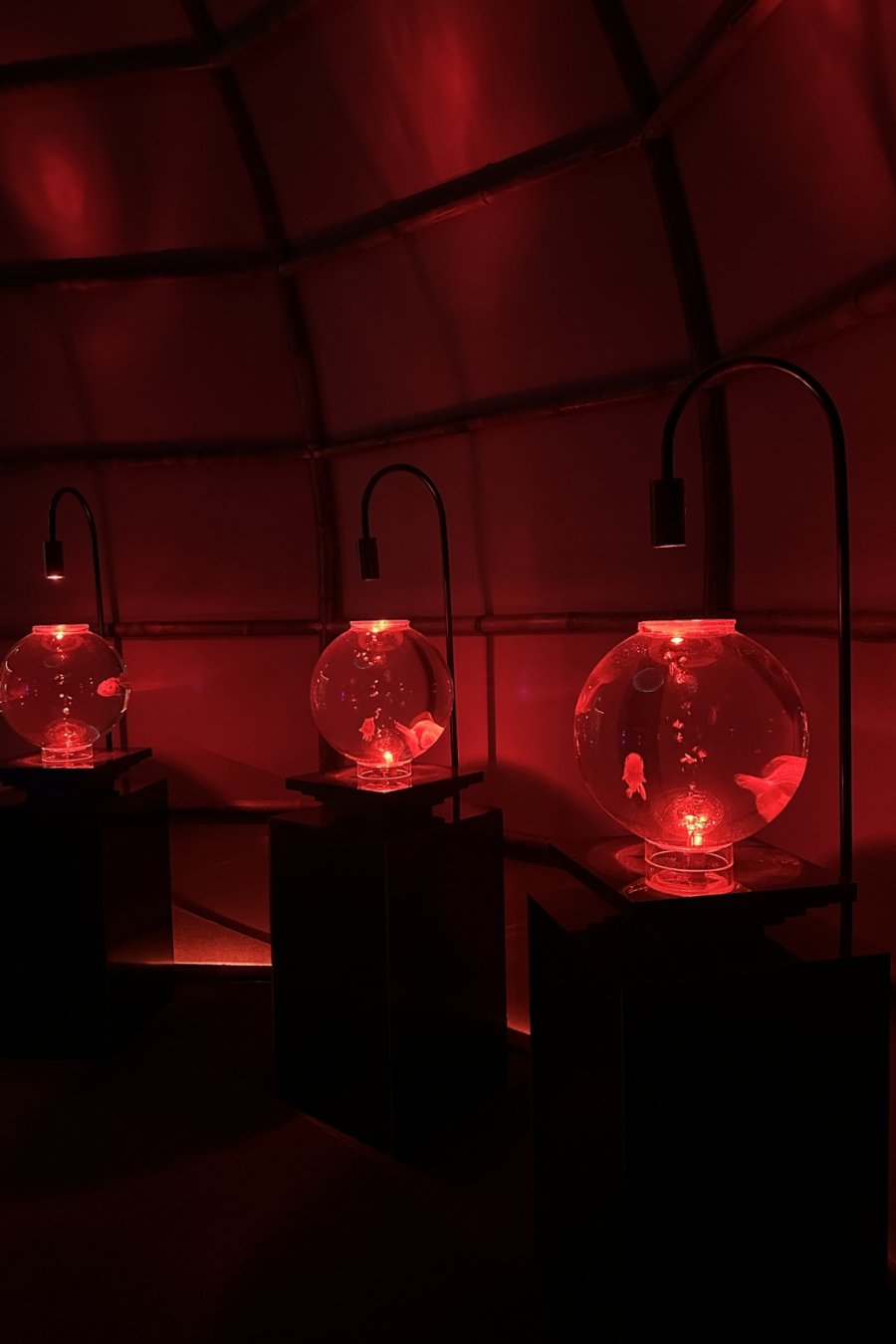 Goldfish Theatre: A Thousand Years of Goldfish, Now With More Neon