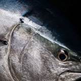 Watch a Whole Tuna Carved Live｜Tuna Show Ceremony at The Dome