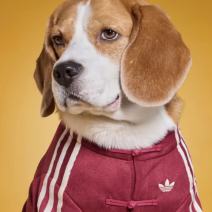 Adidas Made Lunar New Year Outfits for Your Dog