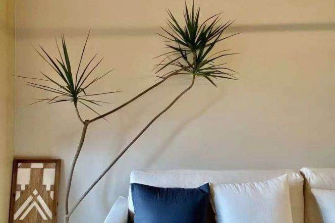 High-Floor 2BR Apartment near Xujiahui Metro